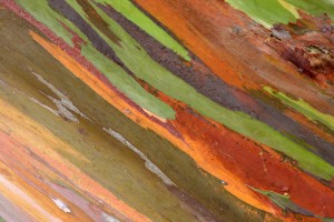eucalyptus_deglupta